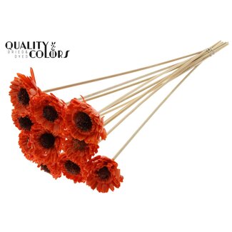 QC Shola Daisy Sunflower with wax on stick | Colour: Orange | Shola Daisy Sunflower | Diameter 6 centimeter | Length ± 50 centimeter | 10 picks per bunch | Per bunch