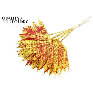 QC Dried Palm Sun Spear | Colour: Speckled Yellow Red | Fan-shaped Palm Leaves | Length ± 50 centimetres | 10 stems per bunch | Per bunch