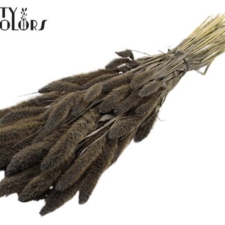 QC Dried Setaria | Colour: Frosted Grey | Setaria Dried Flowers | Length ± 70 centimetres | Weight 210 grams | Per bunch