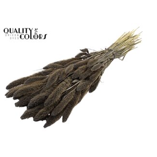 QC Dried Setaria | Colour: Frosted Grey | Setaria Dried Flowers | Length ± 70 centimetres | Weight 210 grams | Per bunch