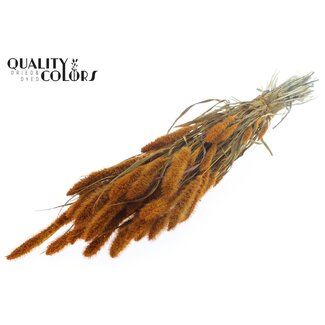 QC Dried Setaria | Colour: Apricot | Setaria Dried Flowers | Length ± 70 centimetres | Weight 210 grams | Per bunch