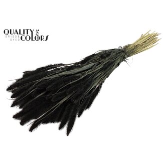 QC Getrocknete Setaria | Farbe: Schwarz | Setaria Trockenblumen | Länge ± 70 Zentimeter | Gewicht 210 Gramm | Pro Bund