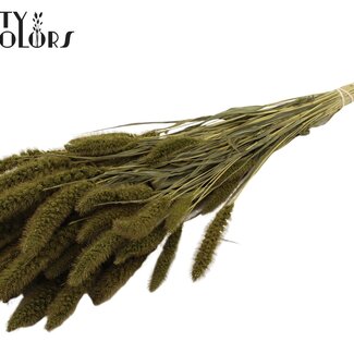 QC Gedroogde Setaria | Kleur: Olijfgroen | Setarea Droogbloemen | Lengte ± 70 centimeter | Gewicht 210 gram | Per bos