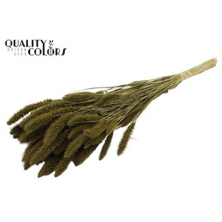 QC Gedroogde Setaria | Kleur: Olijfgroen | Setarea Droogbloemen | Lengte ± 70 centimeter | Gewicht 210 gram | Per bos