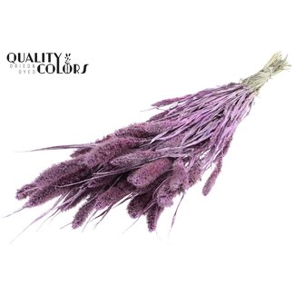 QC Dried Setaria | Colour: Metallic Pink with Glitter | Setaria Dried Flowers | Length ± 70 centimetres | Weight 210 grams | Per bunch