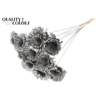 QC Shola Daisy Sunflower on stem | Colour: Platinum-coloured | Shola Daisy Sunflower | Diameter 6 centimetre | Length ± 50 centimetre | 10 picks per bunch | Per bunch