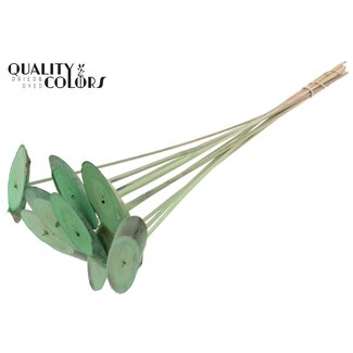 QC Ovalen Houtschijf op stok | Kleur: Frosted Mintgroen | Houtschijf Bijsteker | Diameter 5 - 7 centimeter | Lengte ± 50 centimeter | 10 bijstekers per bos | Per bos