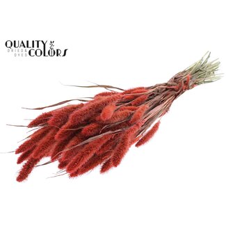 QC Gedroogde Setaria | Kleur: Koraalkleurig | Setarea Droogbloemen | Lengte ± 70 centimeter | Gewicht 210 gram | Per bos