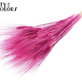 QC Gedroogde Gebleekte Baardtarwe | Kleur: Lilakleurig | Triticum Beard Droogbloemen | Lengte ± 70 centimeter | Gewicht 150 gram | Per bos