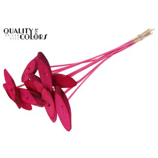 QC Ovale Holzscheibe auf Stab | Farbe: Kirschfarben | Holzscheibe Stecker | Durchmesser 5 - 7 Zentimeter | Länge ± 50 Zentimeter | 10 Stecker pro Bund | Pro Bund