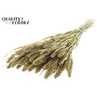 QC Gedroogde Setaria | Kleur: Goudkleurig met Glitter | Setarea Droogbloemen | Lengte ± 70 centimeter | Gewicht 210 gram | Per bos