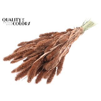 QC Gedroogde Setaria | Kleur: Koperkleurig met Glitter | Setarea Droogbloemen | Lengte ± 70 centimeter | Gewicht 210 gram | Per bos