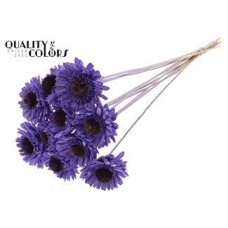 QC Shola Madelief Zonnebloem op stok | Kleur: Milkapaars | Shola Daisy Sunflower | Diameter 6 centimeter | Lengte ± 50 centimeter | 10 bijstekers per bos | Per bos