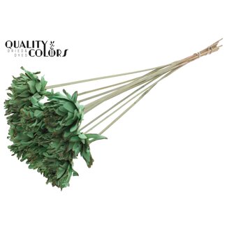 QC Shola Flower on stem | Colour: Mint green | Shola Slice Pine | Diameter 6 centimeter | Length ± 50 centimeter | 10 picks per bunch  | Per bunch