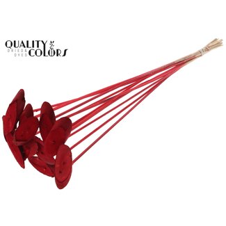 QC Ovale Holzscheibe auf Stab | Farbe: Rot | Holzscheibe Einstecker | Durchmesser 5 - 7 Zentimeter | Länge ± 50 Zentimeter | 10 Einstecker pro Bund | Pro Bund