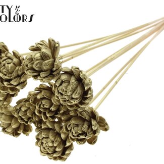 QC Shola Houten Rose sur tige | Couleur : Doré | Shola New Beauty Rose Piquet | Diamètre de la rose 6 centimètres | Longueur du piquet ± 50 centimètres | 10 piquets par bouquet