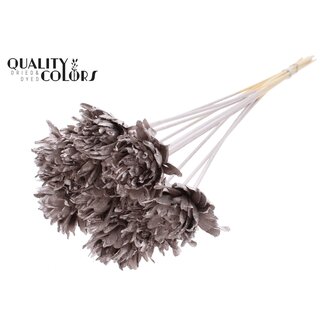 QC Shola Bloem op stok | Kleur: Champagnekleurig | Shola Slice Pine | Diameter 6 centimeter | Lengte ± 50 centimeter | 10 bijstekers per bos  | Per bos
