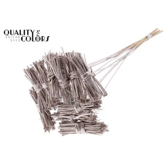 QC White Lady Posy on Stick | Colour: Champagne | White Lady Posy Stick | Length ± 50 centimetres | 10 sticks per bunch