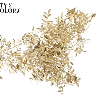 QC Ruscus séché | Couleur : Doré antique | Fleurs séchées de Ruscus | Longueur ± 70 centimètres | 10 branches par bouquet | Par bouquet