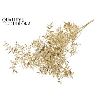 QC Dried Ruscus | Colour: Antique Gold | Ruscus Dried Flowers | Length ± 70 centimetres | 10 stems per bunch | Per bunch