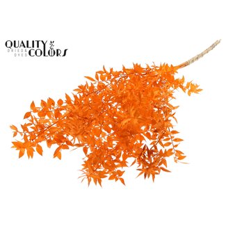 QC Dried Ruscus | Colour: Orange | Ruscus Dried Flowers | Length ± 70 centimetres | 10 stems per bunch | Per bunch