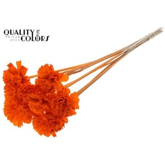 QC Shola Karnish Flower on stem | Colour: Orange | Diameter 6 centimetre | Length ± 50 centimetre | 10 side stems per bunch | Per bunch