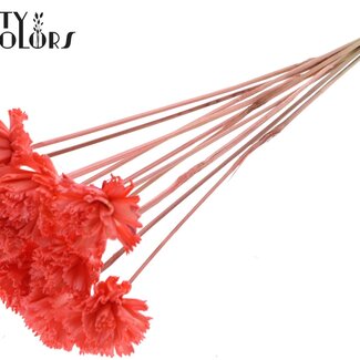 QC Shola Houten Carnation Flower on Stick | Colour: Coral | Shola Carnation Flower Stick | Flower Diameter 6 centimetres | Stick Length ± 50 centimetres | 10 sticks per bunch