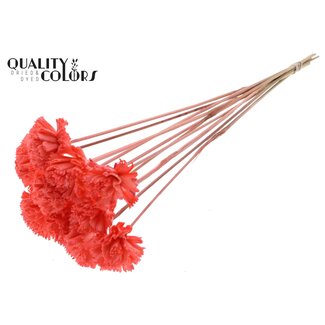 QC Shola Karnish Flower on stick | Colour: Coral-coloured | Diameter 6 centimetre | Length ± 50 centimetre | 10 stem picks per bunch | Per bunch