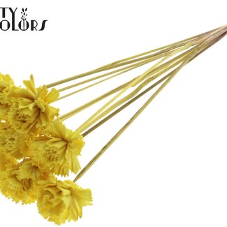 QC Shola Houten Karnish Blume auf Stiel | Farbe: Gelb | Shola Karnish Blume Steckstab | Durchmesser Blume 6 Zentimeter | Länge Steckstab ± 50 Zentimeter | 10 Steckstäbe pro Bund