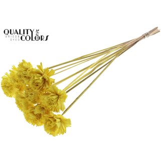 QC Shola Karnish Fleur sur tige | Couleur: Jaune | Diamètre 6 centimeter | Longueur ± 50 centimeter | 10 tiges supplémentaires par bouquet | Par bouquet