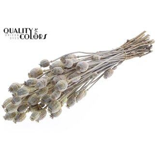 QC Dried Opium Poppy | Colour: Frosted Light Yellow | Papaver Somniferum Dried Flowers | Length ± 60 centimetres | Weight 200 grams | Per bunch