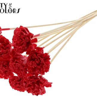 QC Shola Houten avec tige Karnish Fleur | Couleur : Rouge | Shola Karnish Fleur Pique-fleur | Diamètre de la fleur 6 centimètres | Longueur du pique-fleur ± 50 centimètres | 10 piques-fleurs par bouquet