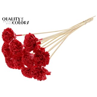 QC Shola Karnish Fleur avec cire sur tige | Couleur: Rouge | Diamètre 6 centimeter | Longueur ± 50 centimeter | 10 piques par botte | Par botte