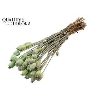 QC Pavot séché | Couleur : Menthe givrée | Papaver Somniferum Fleurs séchées | Longueur ± 60 centimètres | Poids 200 grammes | Par bouquet