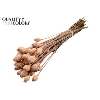 QC Dried Opium Poppy | Colour: Frosted Salmon | Papaver Somniferum Dried Flowers | Length ± 60 centimetres | Weight 200 grams | Per bunch