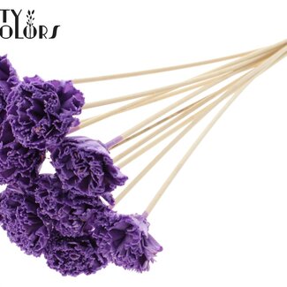 QC Shola Karnish Bloem mit Wachs am Stiel | Farbe: Milka-lila | Durchmesser 6 centimeter | Länge ± 50 centimeter | 10 Bei-Stecker pro Bund | Pro Bund