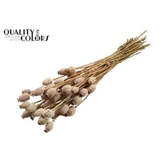 QC Dried Opium Poppy | Colour: Natural Brown | Papaver Somniferum Dried Flowers | Length ± 60 centimetres | Weight 200 grams | Per bunch