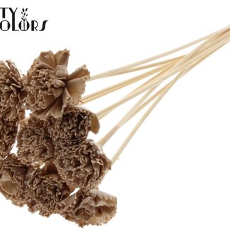 QC Shola Houten avec était Karnish Fleur sur tige | Couleur : Beige | Fleur Karnish Shola Piquet décoratif | Diamètre de la fleur 6 centimètres | Longueur du piquet décoratif ± 50 centimètres | 10 piquets décoratifs par bouquet