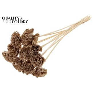 QC Shola Karnish fleur avec cire sur tige | Couleur: Beige | Diamètre 6 centimeter | Longueur ± 50 centimeter | 10 piques d'appoint par bouquet | Par bouquet
