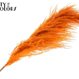 QC Getrocknete Pampasgraswedel | Farbe: Orange | Länge ± 175 Zentimeter | Pro Wedel