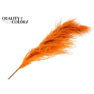 QC Dried Pampas Plumes | Colour: Orange | Length ± 175 centimetres | Per plume