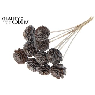 QC Half Pine Cone on Stick | Colour: Frosted White | Diameter 5 - 7 centimetres | Length ± 50 centimetres | 10 picks per bunch