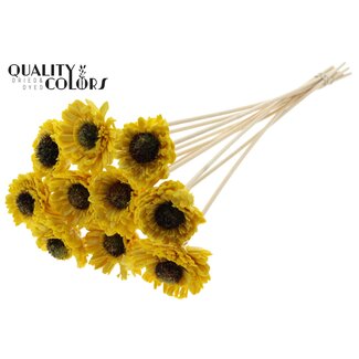 QC Shola Madelief Zonnebloem met was op stok | Couleur: Geel | Shola Daisy Sunflower | Diamètre 6 centimeter | Longueur ± 50 centimeter | 10 piques par bos | Par bos