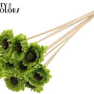 QC Shola Houten avec était Madelief Zonnebloem sur tige | Couleur : Vert clair | Shola Daisy Tournesol Piquet | Diamètre fleur 6 centimètres | Longueur piquet ± 50 centimètres | 10 piquets par bouquet