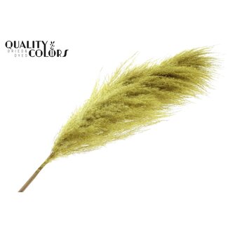 QC Plumes de Pampas séchées | Couleur : Jaune | Longueur ± 175 centimètres | Par plume