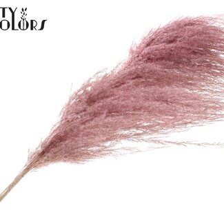 QC Plumes de Pampas séchées | Couleur : Rose clair givré | Longueur ± 175 centimètres | Par plume