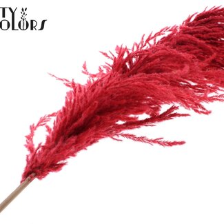 QC Plumes de Pampas séchées | Couleur : Rouge | Longueur ± 175 centimètres | Par plume