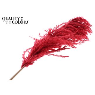 QC Gedroogde Pampas Pluimen | Kleur: Rood | Lengte ± 175 centimeter | Per pluim