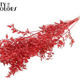 QC Gedroogde Ruscus | Kleur: Rood | Ruscus Droogbloemen | Lengte ± 50 centimeter | 10 takken per bos | Per bos