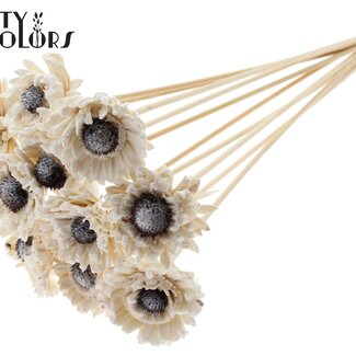 QC Shola Wood with Daisy Sunflower on Stick | Colour: White | Shola Daisy Sunflower Stick | Flower Diameter 6 centimetres | Stick Length ± 50 centimetres | 10 sticks per bunch